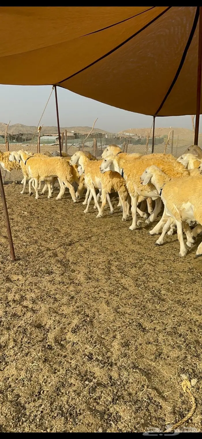 غنم رخال مقنوي صنف وبره ملكيه 38 ومعاها فحلين 8