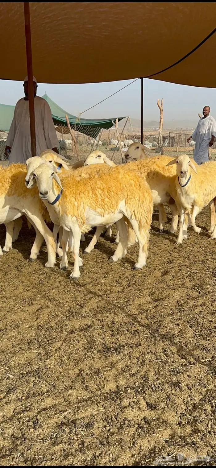 غنم رخال مقنوي صنف وبره ملكيه 38 ومعاها فحلين 9