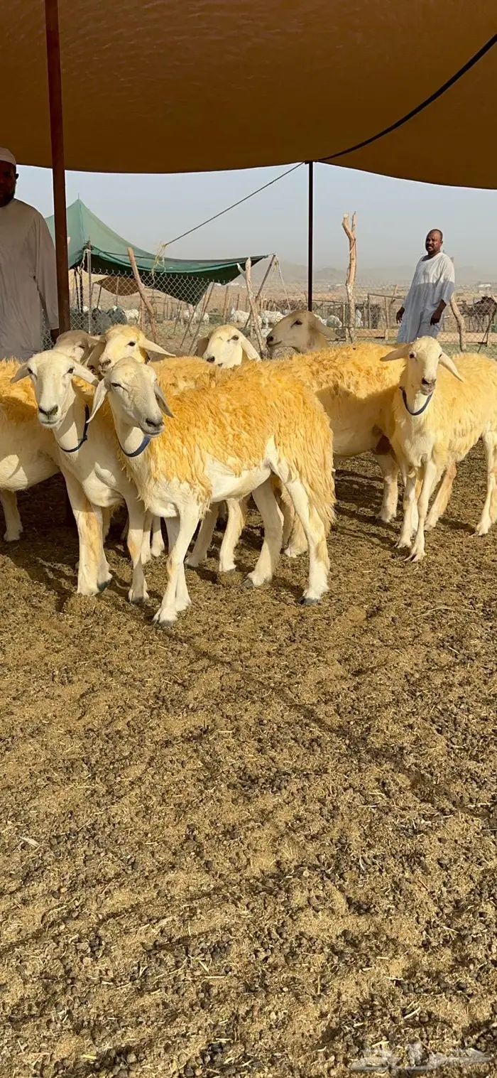 غنم رخال مقنوي صنف وبره ملكيه 38 ومعاها فحلين 10