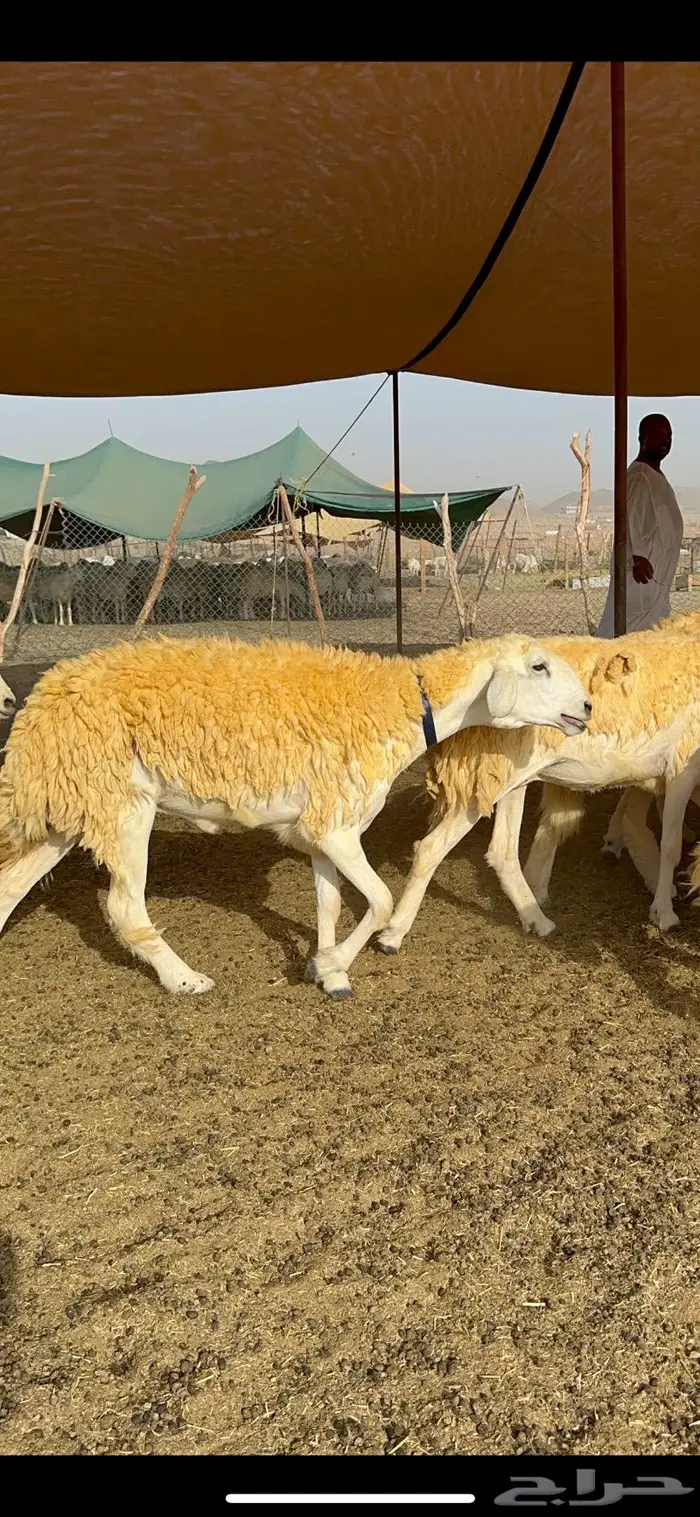 غنم رخال مقنوي صنف وبره ملكيه 38 ومعاها فحلين 22