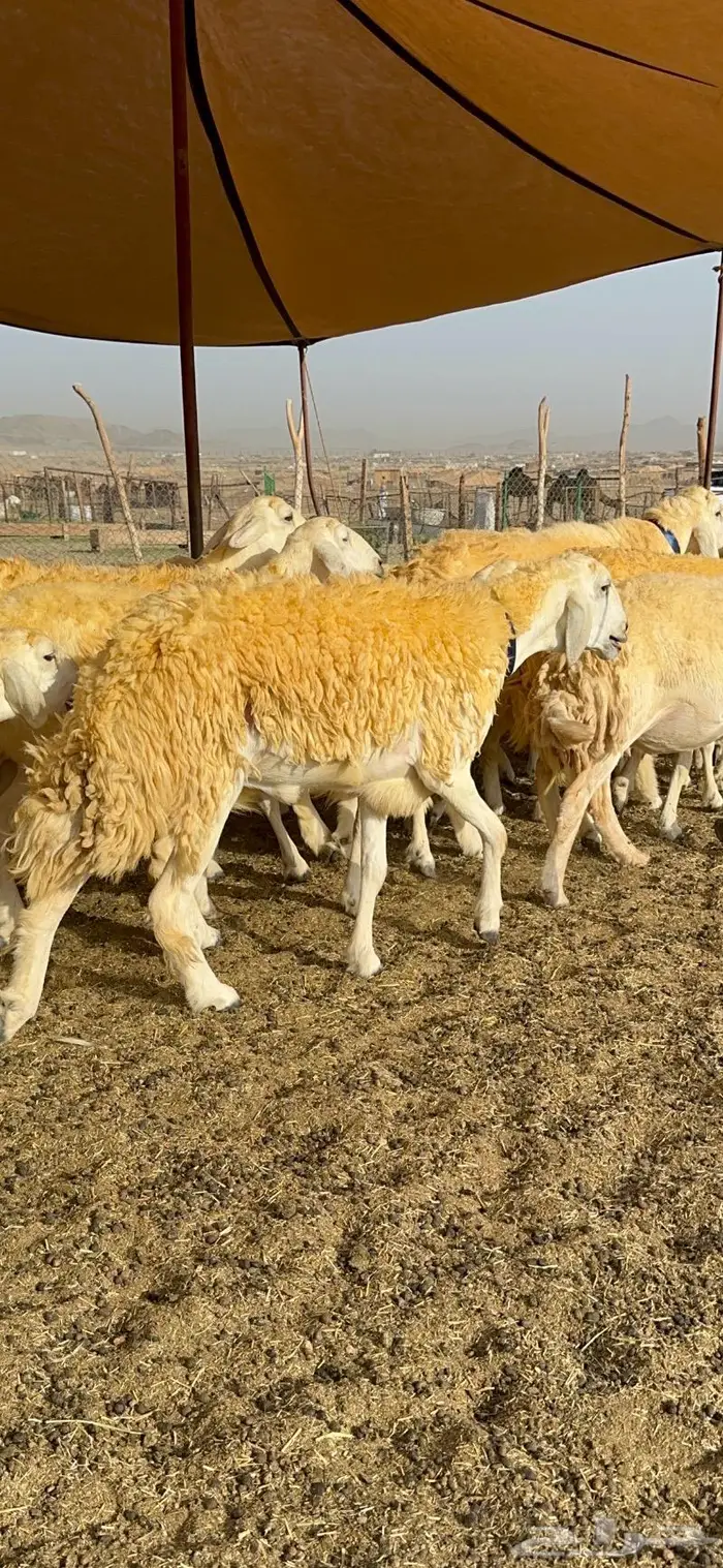 غنم رخال مقنوي صنف وبره ملكيه 38 ومعاها فحلين 23