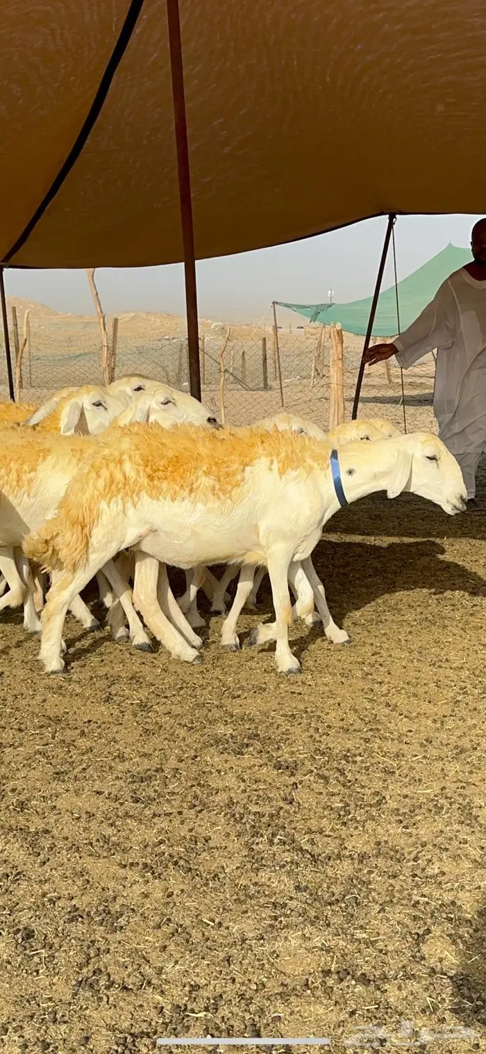 غنم رخال مقنوي صنف وبره ملكيه 38 ومعاها فحلين 24