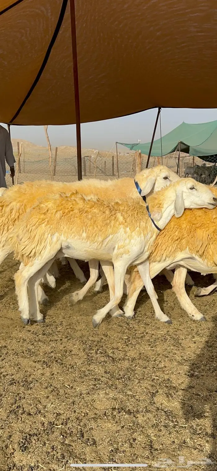 غنم رخال مقنوي صنف وبره ملكيه 38 ومعاها فحلين 25