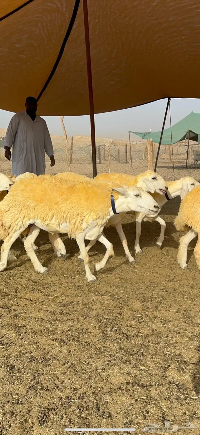 غنم رخال مقنوي صنف وبره ملكيه 38 ومعاها فحلين 26