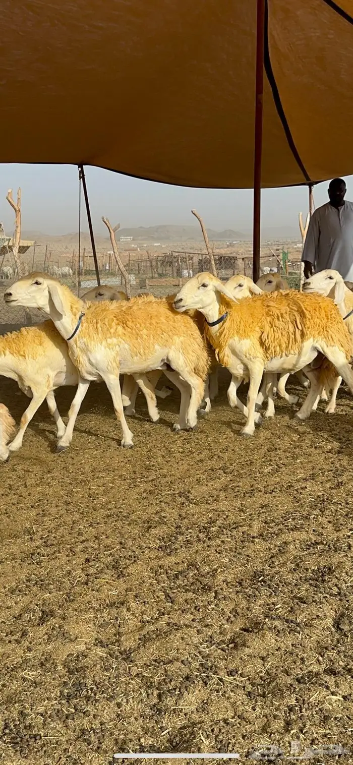 غنم رخال مقنوي صنف وبره ملكيه 38 ومعاها فحلين 28