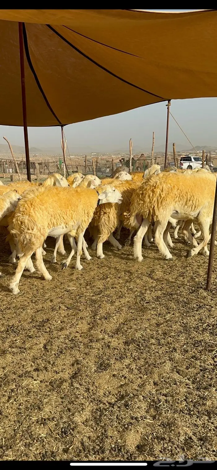 غنم رخال مقنوي صنف وبره ملكيه 38 ومعاها فحلين 27