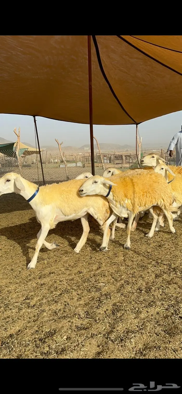 غنم رخال مقنوي صنف وبره ملكيه 38 ومعاها فحلين 30