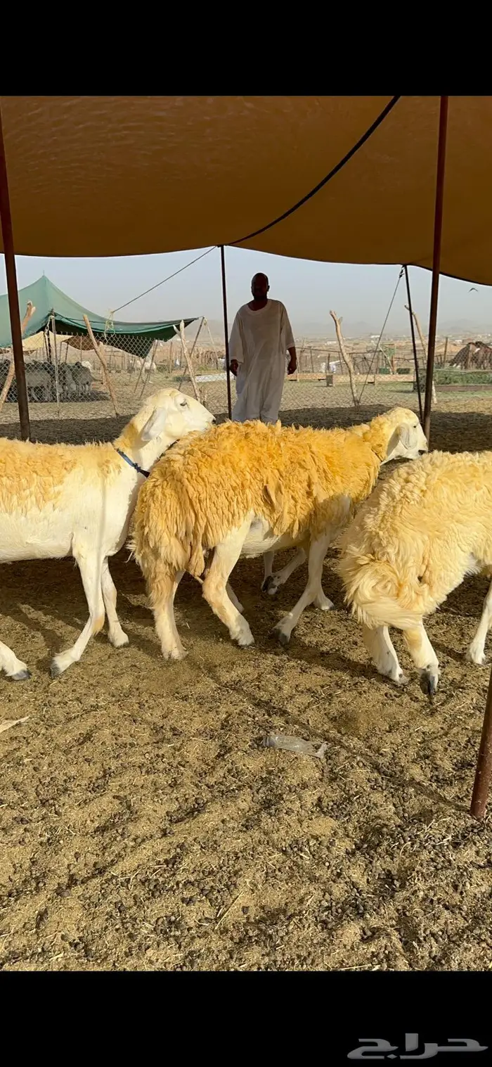 غنم رخال مقنوي صنف وبره ملكيه 38 ومعاها فحلين 31