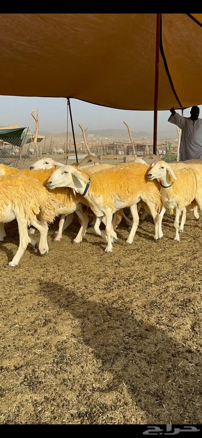 غنم رخال مقنوي صنف وبره ملكيه 38 ومعاها فحلين 32