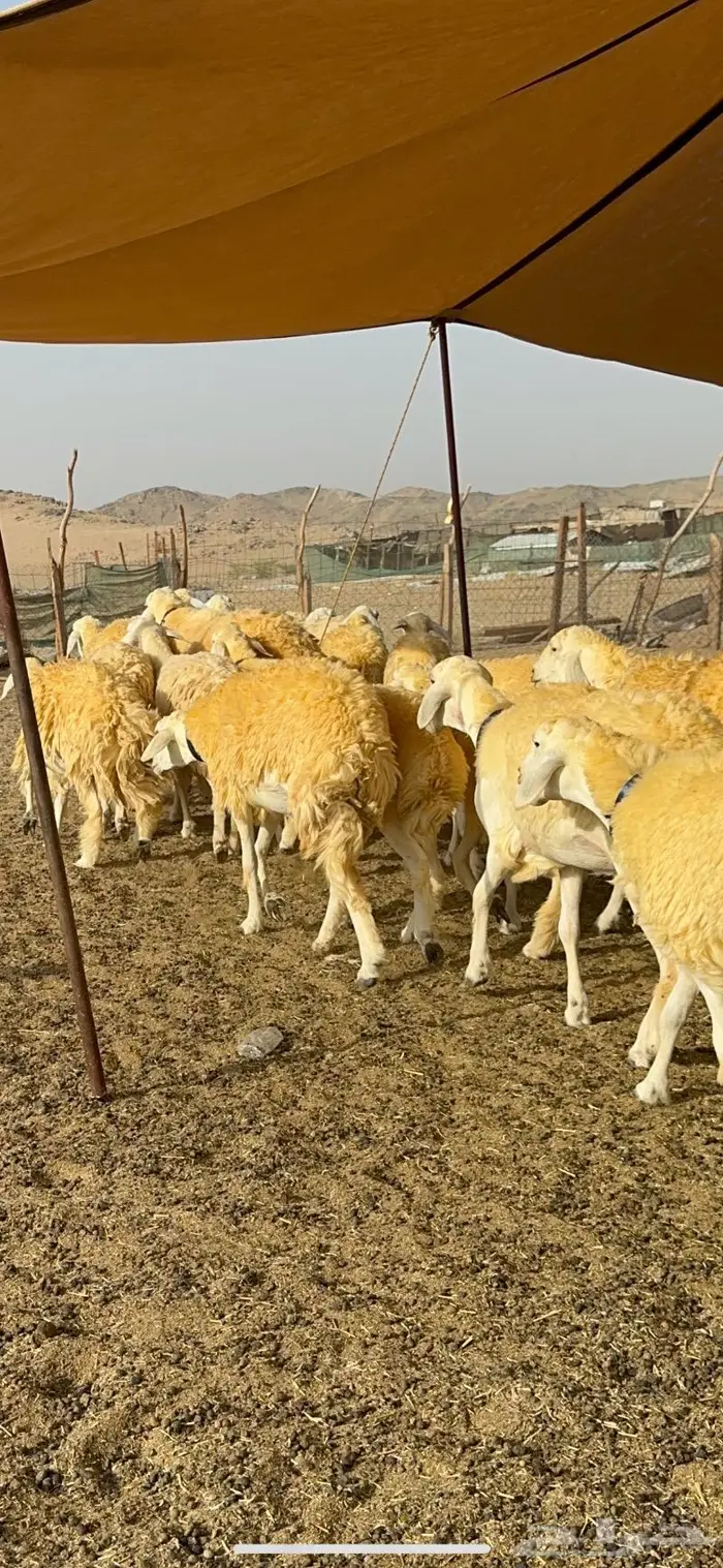 غنم رخال مقنوي صنف وبره ملكيه 38 ومعاها فحلين 33