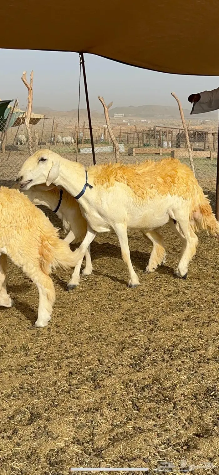 غنم رخال مقنوي صنف وبره ملكيه 38 ومعاها فحلين 35