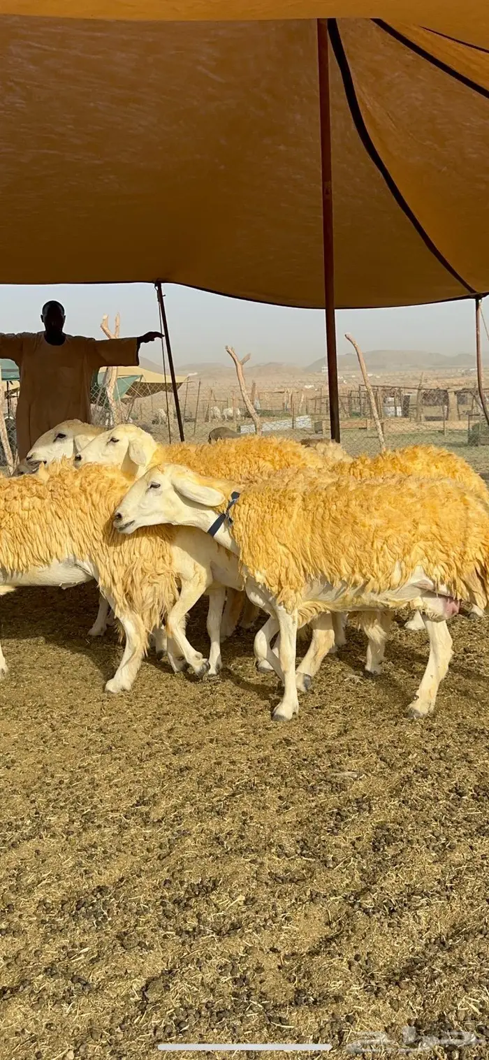 غنم رخال مقنوي صنف وبره ملكيه 38 ومعاها فحلين 36