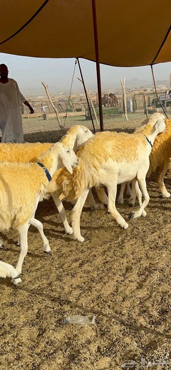 غنم رخال مقنوي صنف وبره ملكيه 38 ومعاها فحلين 37