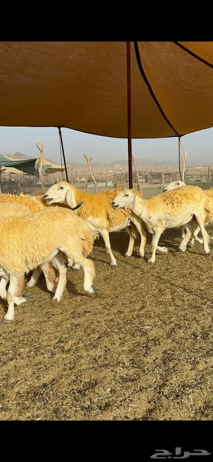 غنم رخال مقنوي صنف وبره ملكيه 38 ومعاها فحلين 29