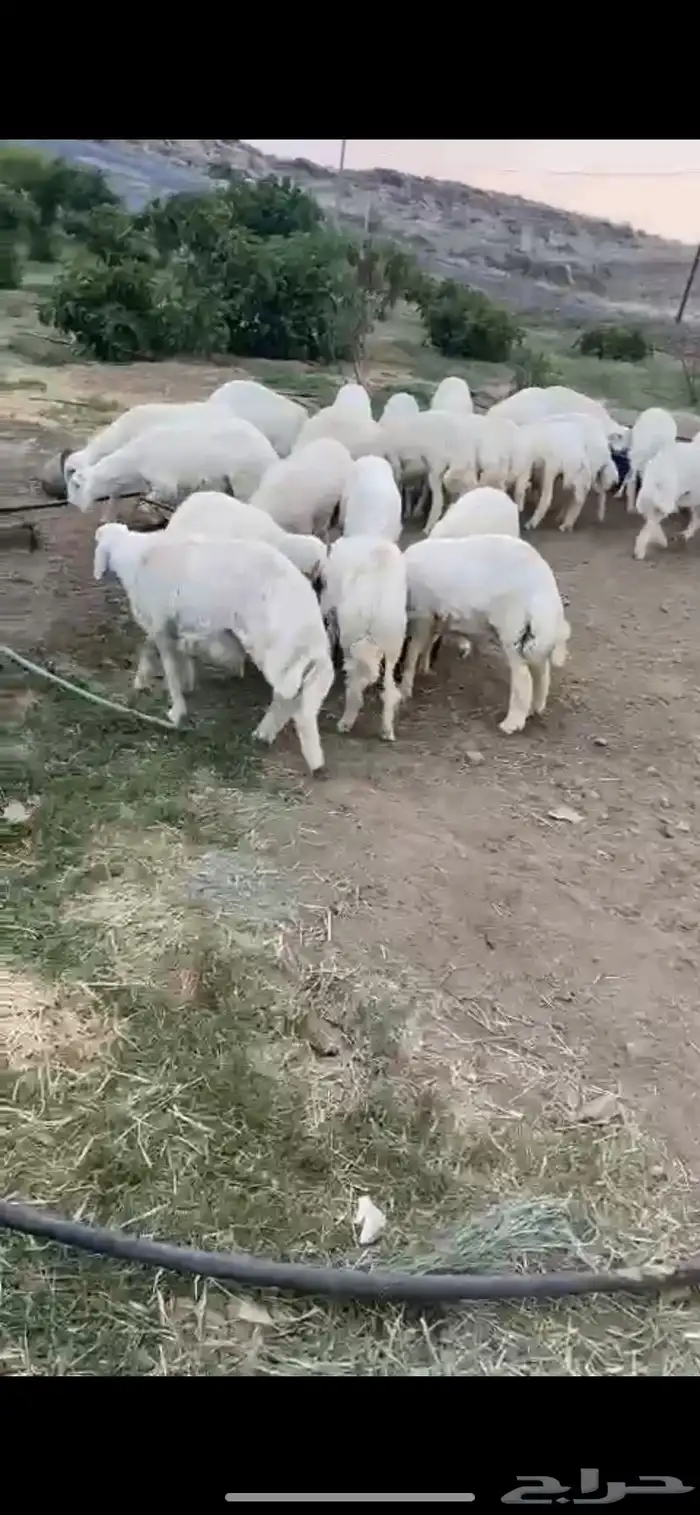 خرفان و رخال على الشرط 0