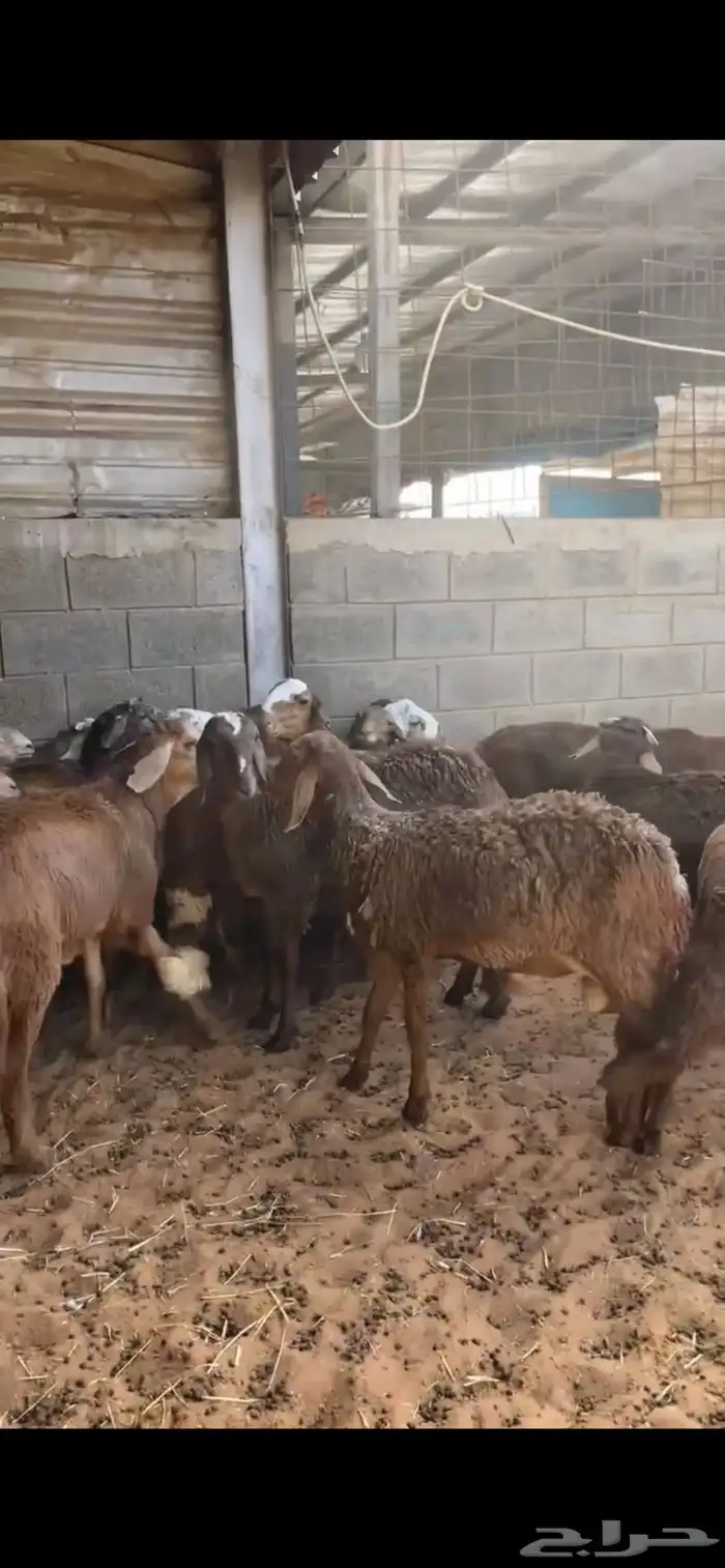 اضاحي للبيع 2