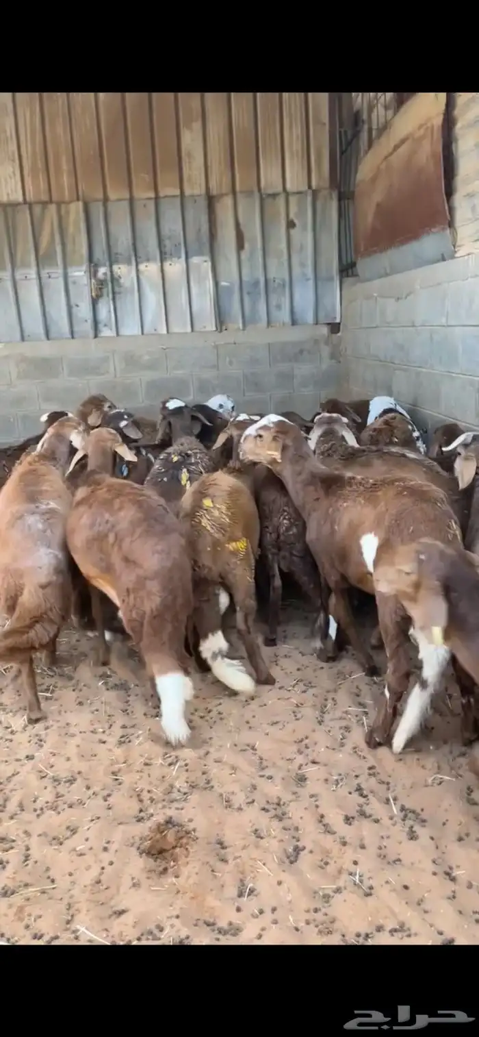 اضاحي للبيع 3