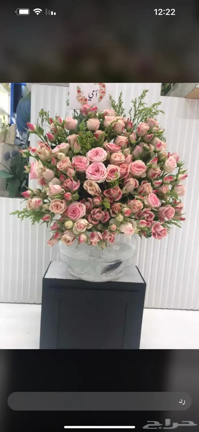 الرياض 81