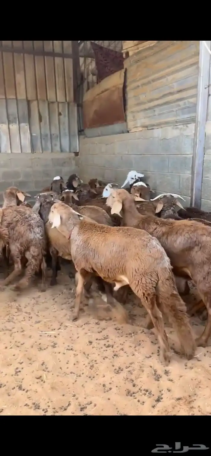 اضاحي للبيع 1