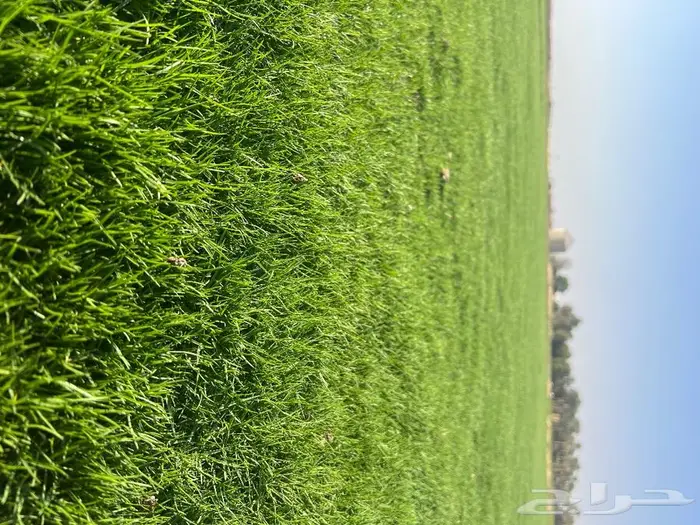 ثيل سي الفين درجه اولى 3