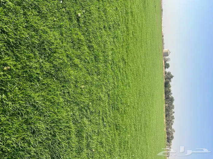 ثيل سي الفين درجه اولى 5