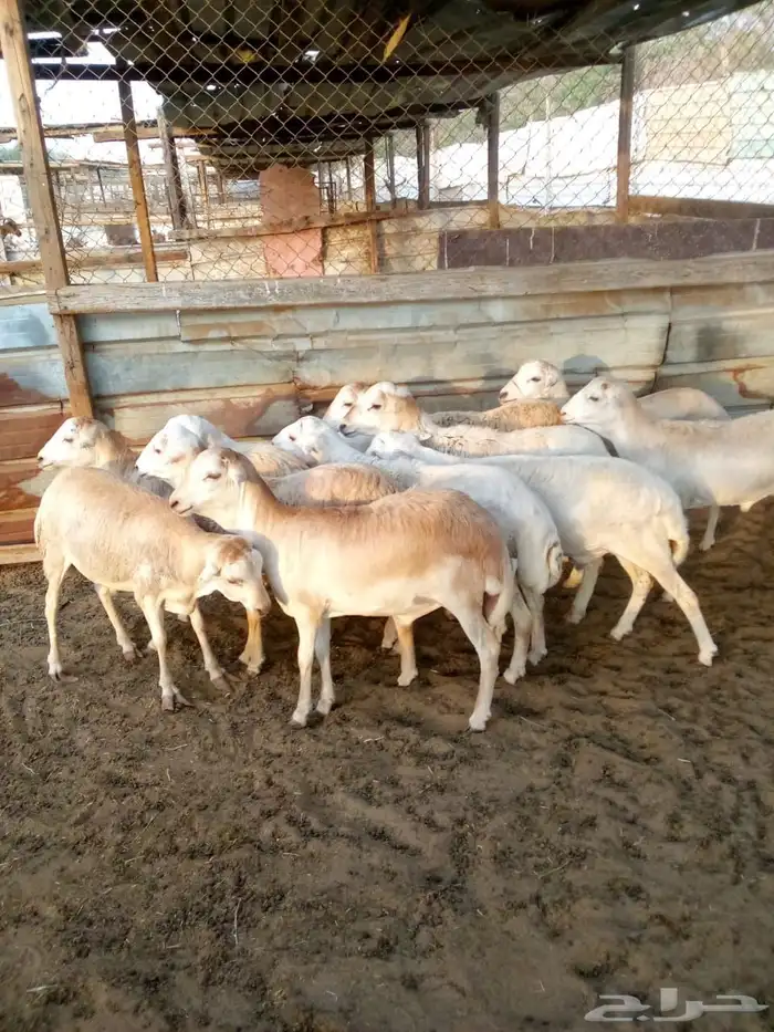 طليان رفد جذعان مخاصي 0