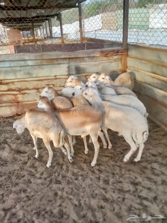 طليان رفد جذعان مخاصي 2
