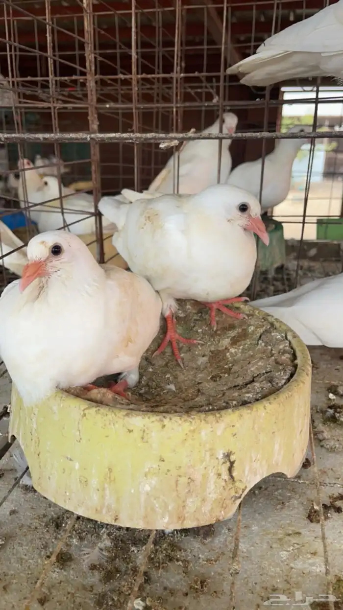 زغاليل فرنسي 0