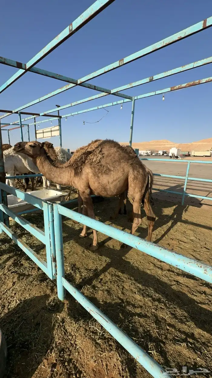 حشو للبيع للمناسبات 0