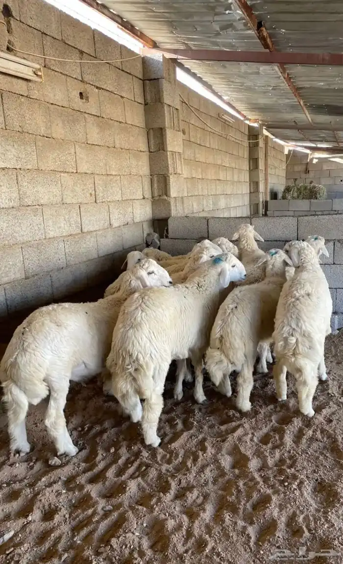 طليان ذبايح حريات وسواكن عن طريق تابي 3