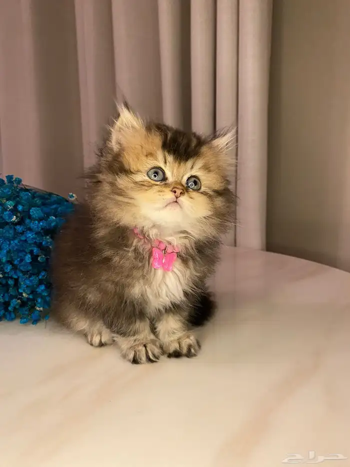 قطط سكوتش للبيع 0