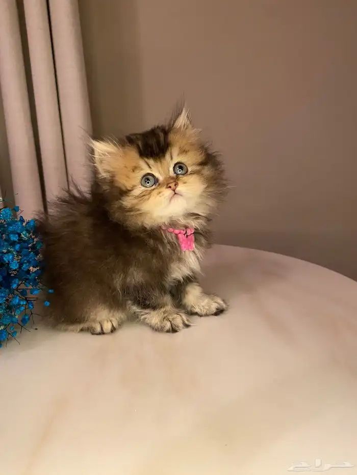 قطط سكوتش للبيع 1