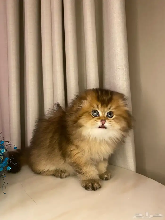 قطط سكوتش للبيع 2