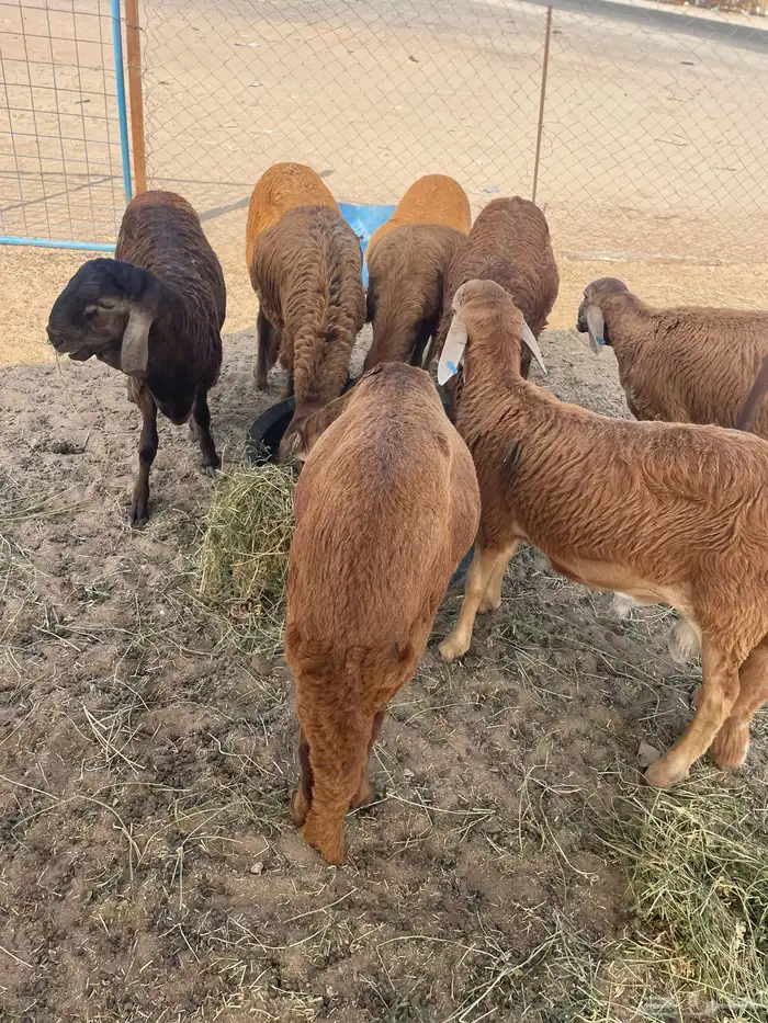 سواكن تربيه فل شحم وطليان حريه وباسعار مناسبة 1