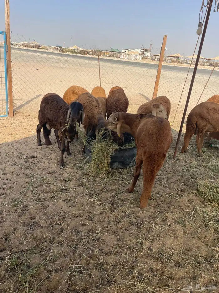 سواكن تربيه فل شحم وطليان حريه وباسعار مناسبة 4