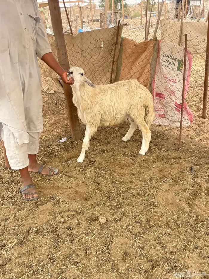 سواكن تربيه فل شحم وطليان حريه وباسعار مناسبة 16