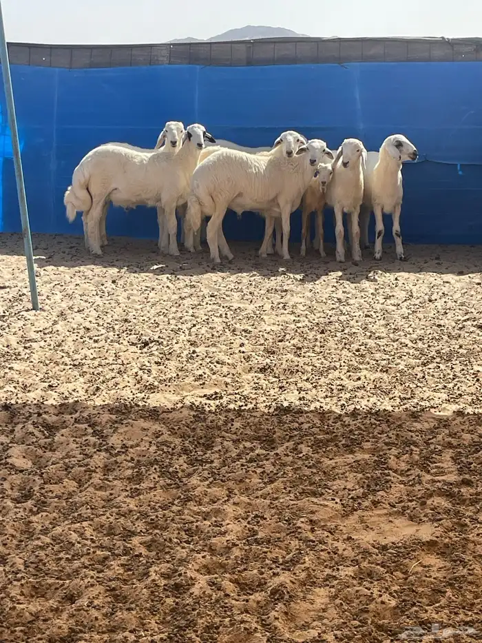 سواكن تربيه فل شحم وطليان حريه وباسعار مناسبة 12