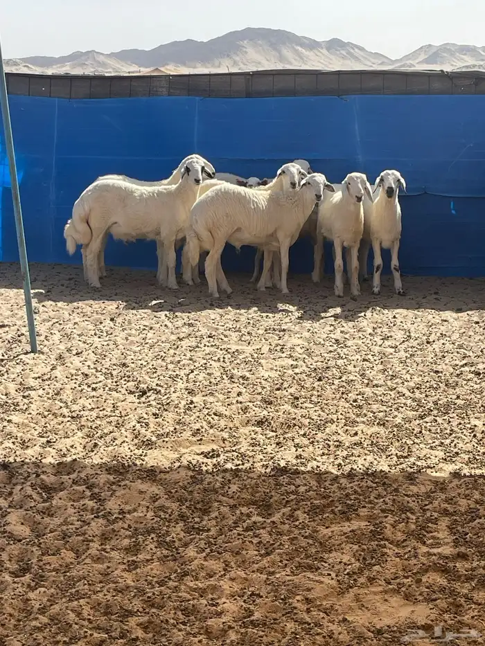 سواكن تربيه فل شحم وطليان حريه وباسعار مناسبة 11