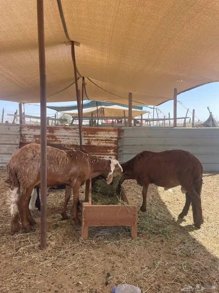 سواكن تربيه فل شحم وطليان حريه وباسعار مناسبة 14