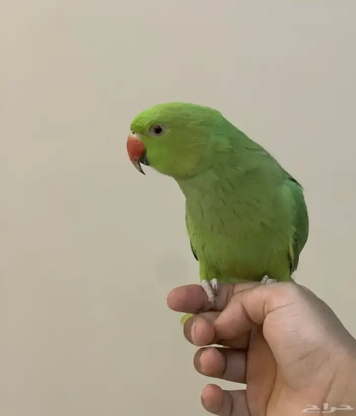 ببغاء اليف للبيع 0