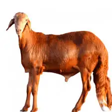 طليان ذبايح حريات وسواكن عن طريق تابي 6