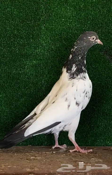 انثى تيديه صافيه بيور تم البيع 0