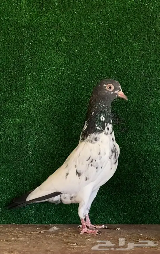 انثى تيديه صافيه بيور تم البيع 1