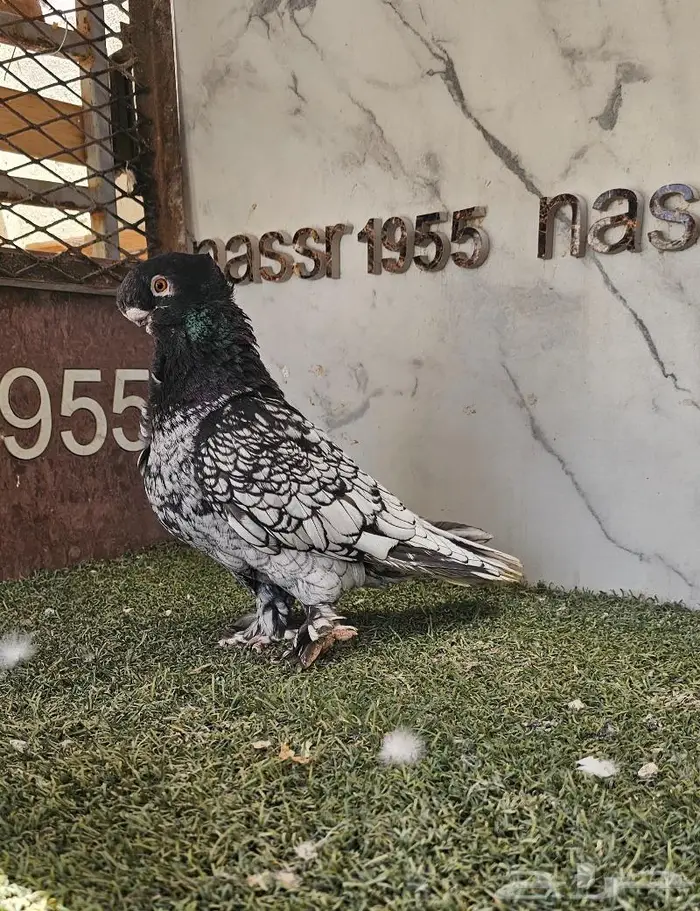 ذكر فراشة مستوى ولون مميز (( تم البيع )) 2