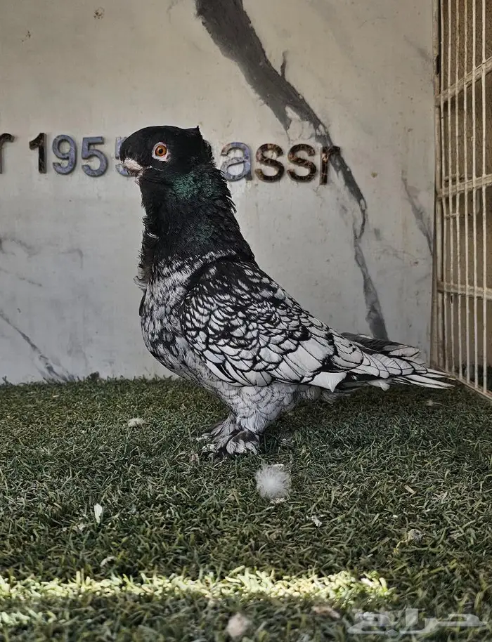 ذكر فراشة مستوى ولون مميز (( تم البيع )) 0