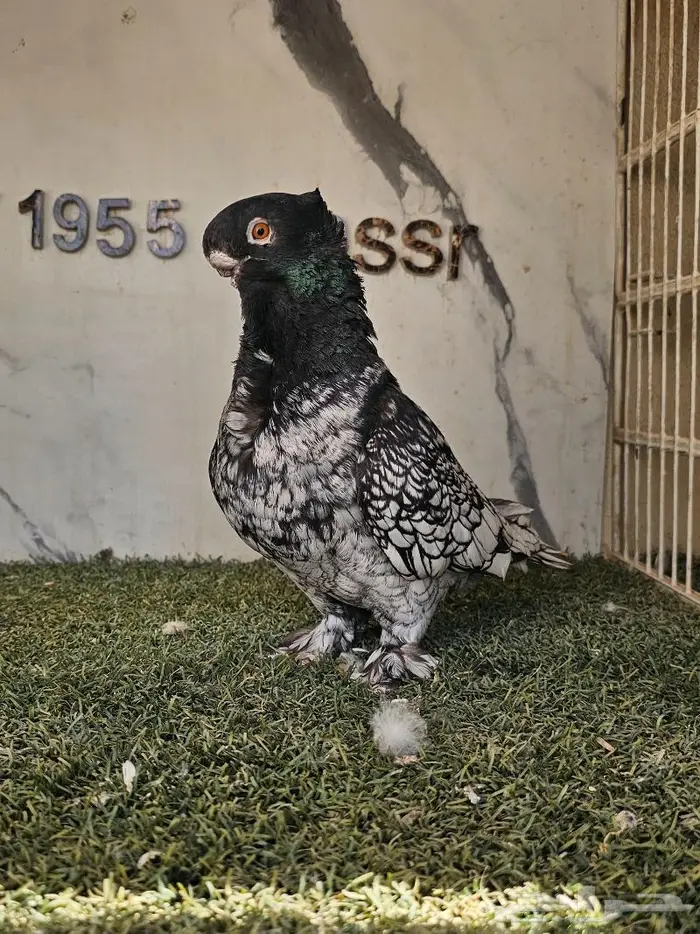 ذكر فراشة مستوى ولون مميز (( تم البيع )) 3