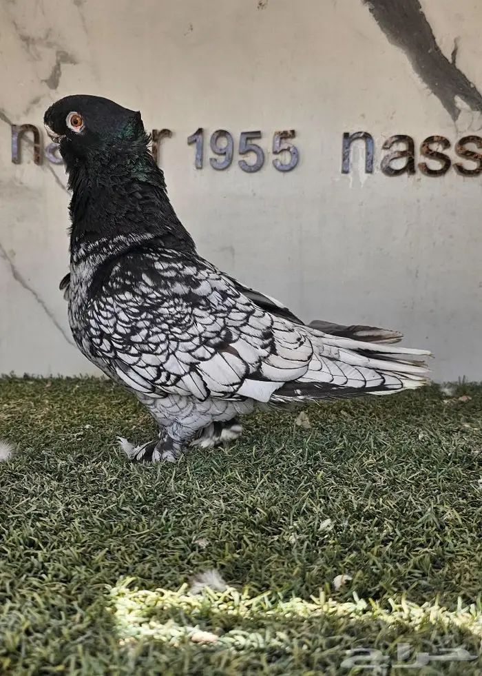 ذكر فراشة مستوى ولون مميز (( تم البيع )) 4