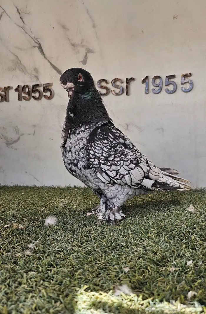 ذكر فراشة مستوى ولون مميز (( تم البيع )) 1