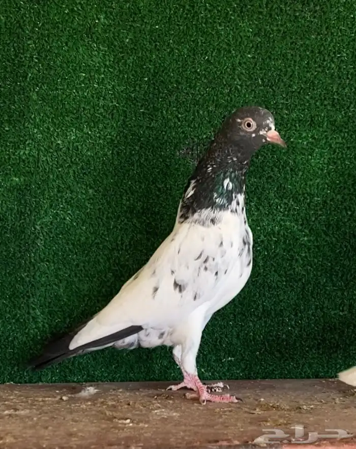 انثى تيديه صافيه بيور تم البيع 2