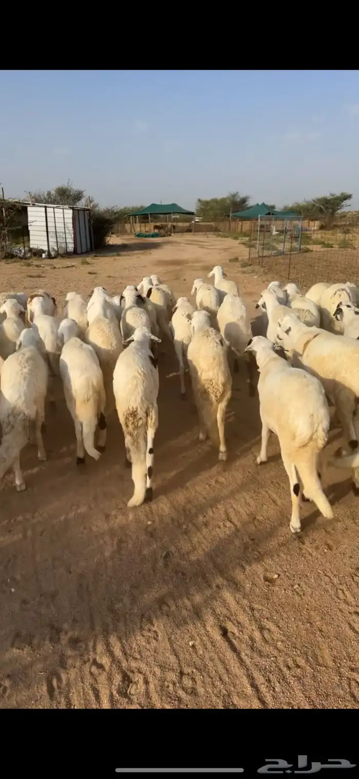 سواكن ابيض مرباه اكثر من اربع اشهر نضيفه على الشرط 2